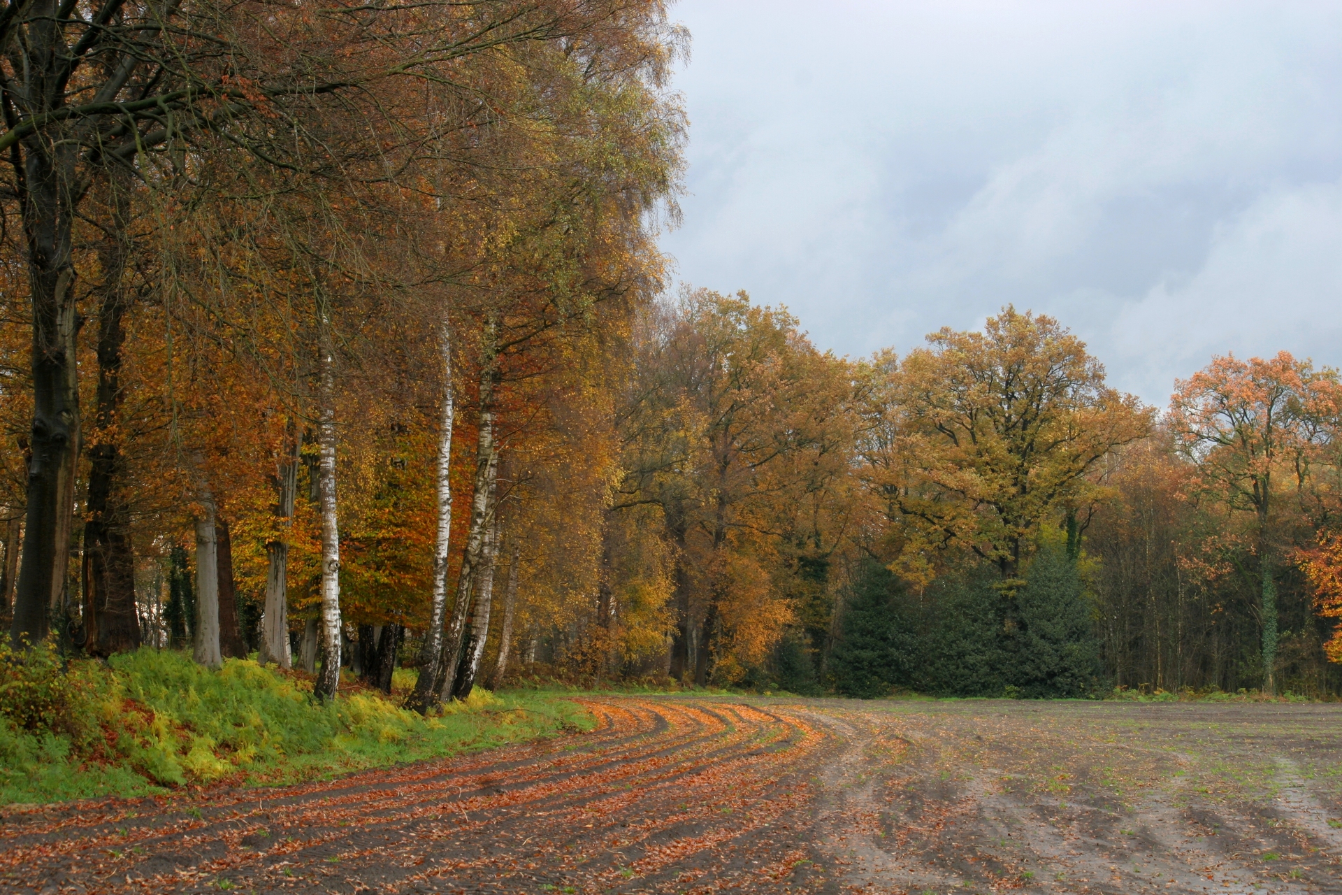 Foto van het Lammers Woold, gemaakt door Jan Stronks